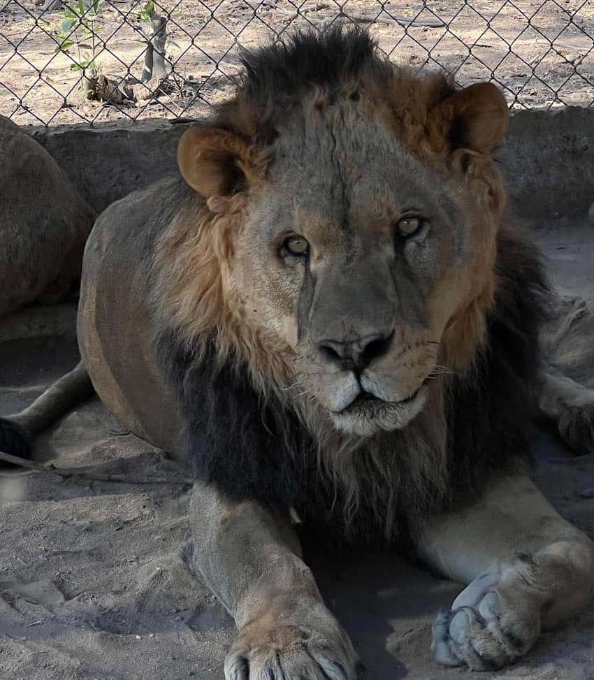 A lion at Ostok Sanctuary