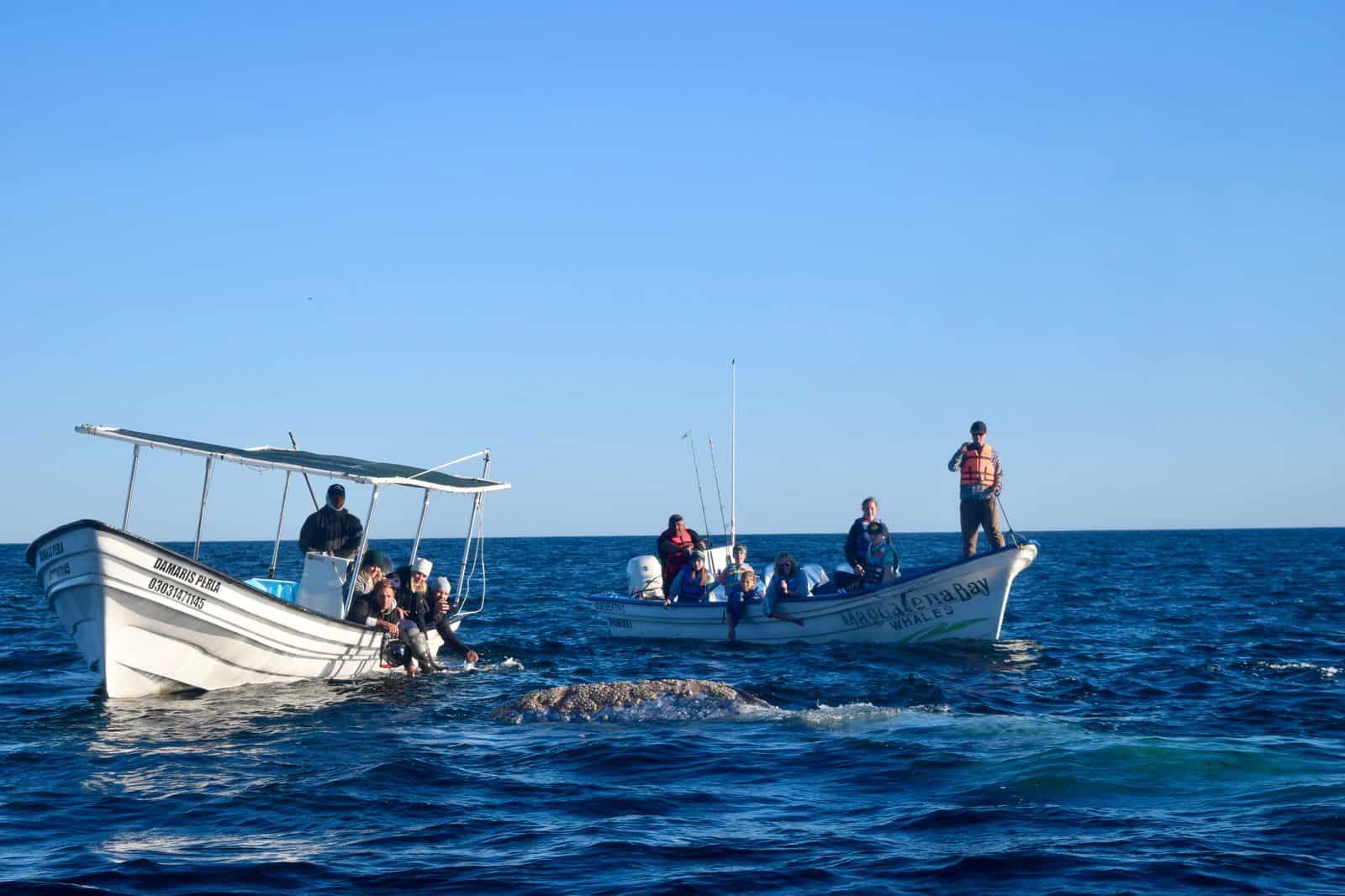 Tourist boats near a gray whale in BCS