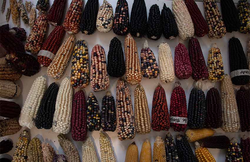 Corn varieties native to Mexico