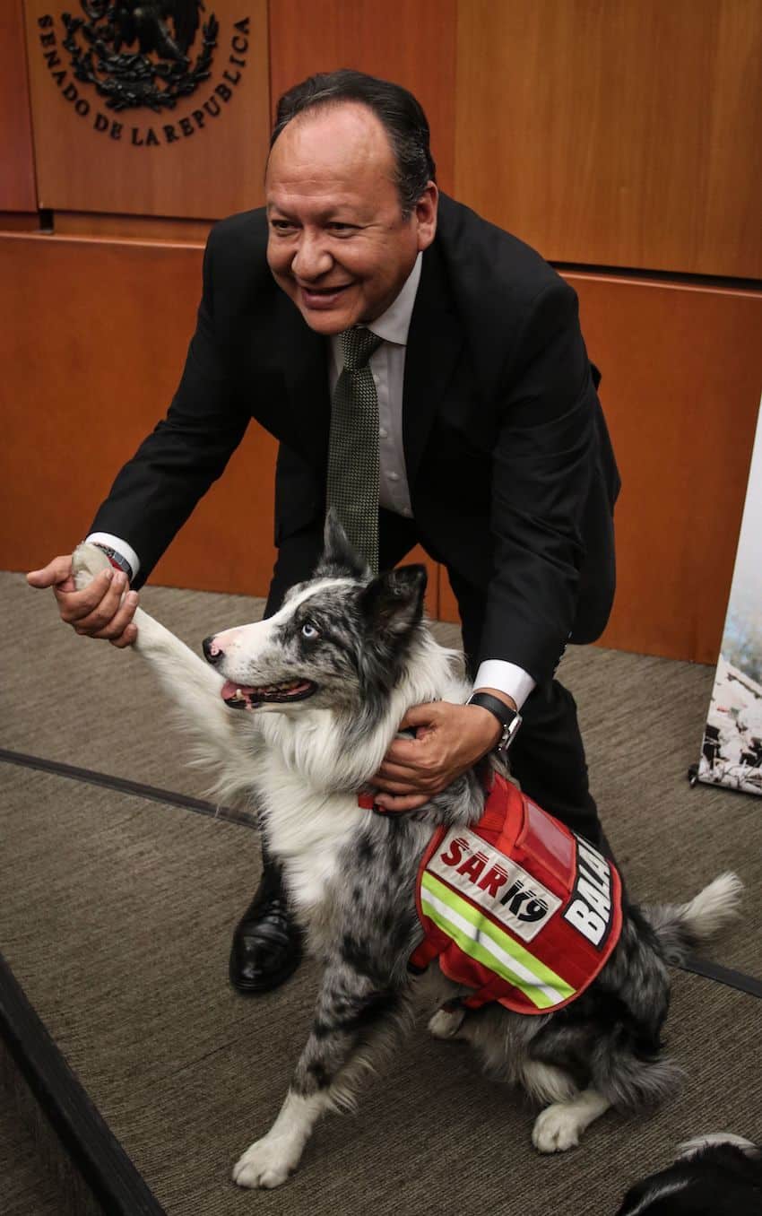 Mexican canine rescue team recognized in the Senate
