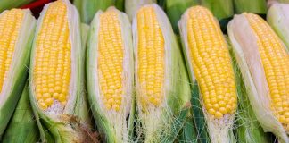 yellow corn
