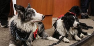 canine members of Mexico's Rescue Mission team of search and rescue dogs.