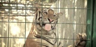 A rescued Tiger awaits transport to India