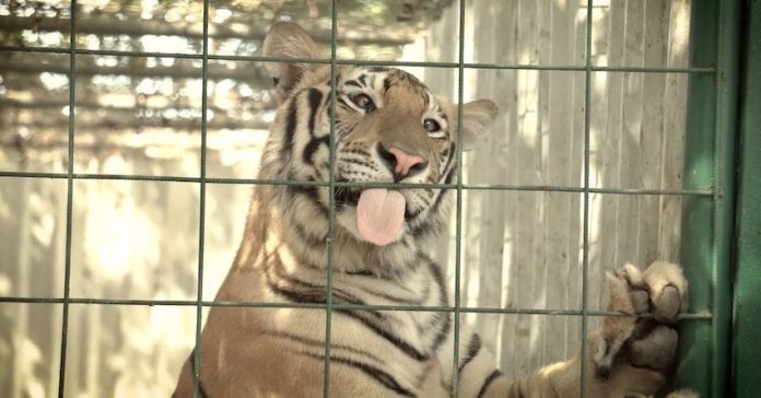 A rescued Tiger awaits transport to India