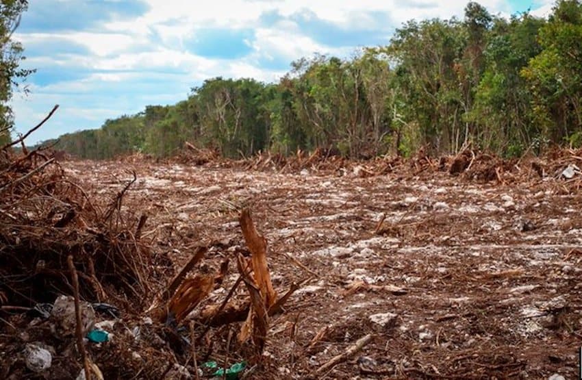 Deforestation at the tren maya site