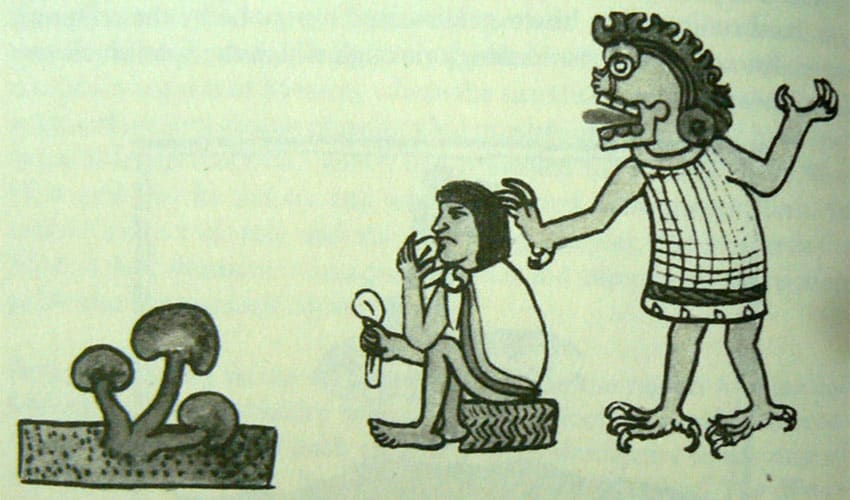 Mexica illustration of a man eating mushrooms