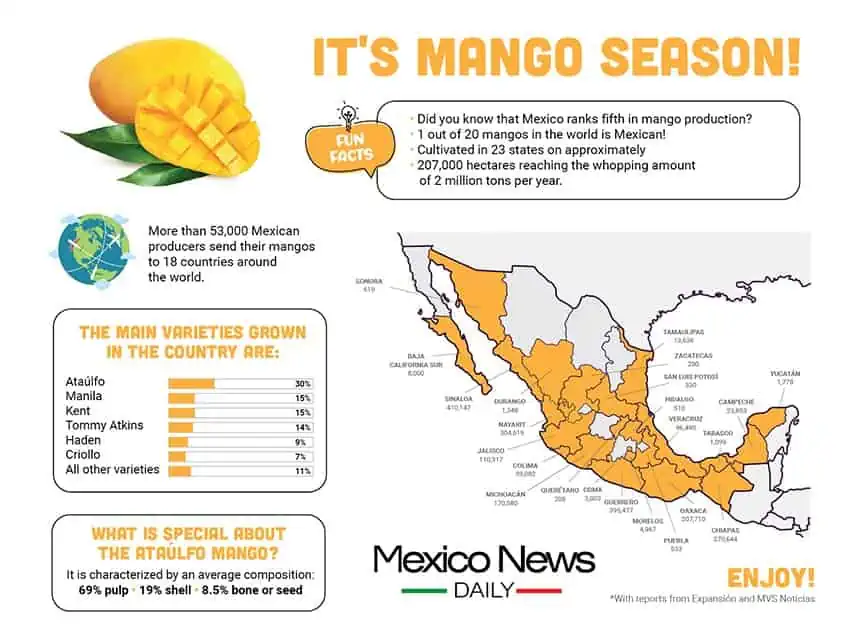 Mango infographic