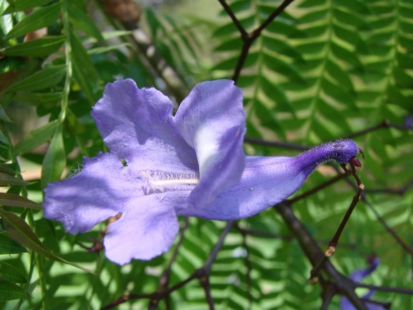 Jacaranda flower