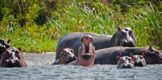 Feral hippos near former residence of drug lord Pablo Escobar