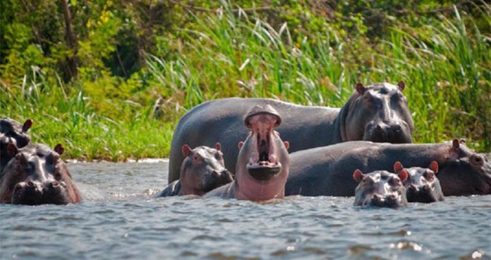 Feral hippos near former residence of drug lord Pablo Escobar
