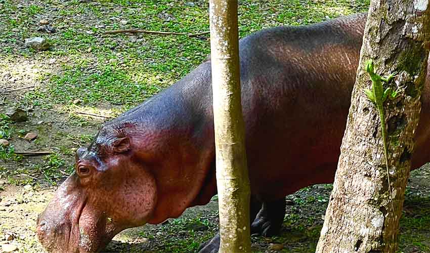 hippo at Hacienda Napoles in Colombia