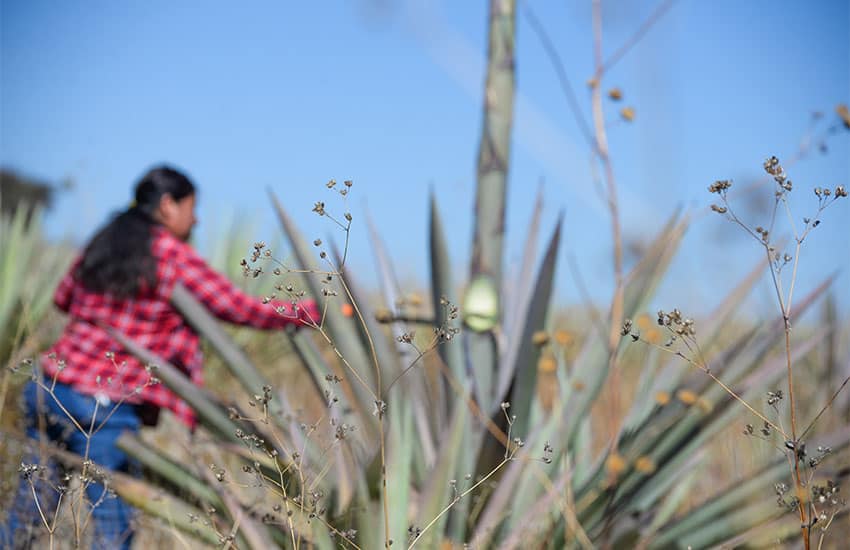 Woman tending to agave plant