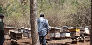 Beekeepers stand in front of hives in Suc Tuc, Campeche.