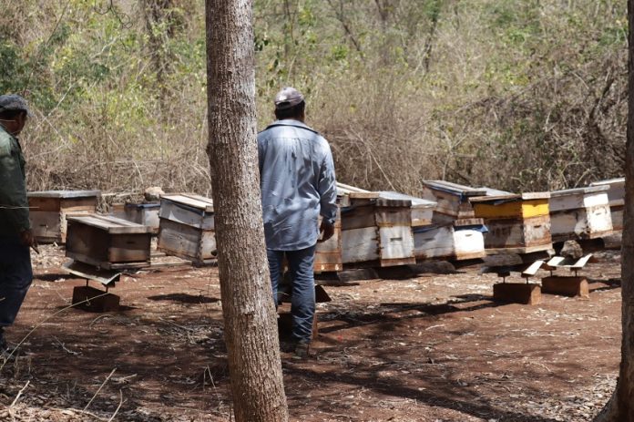 Beekeepers stand in front of hives in Suc Tuc, Campeche.