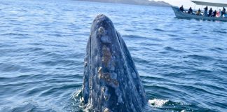 A grey whale swims off the coast of BCS