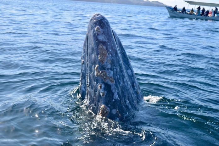 A grey whale swims off the coast of BCS