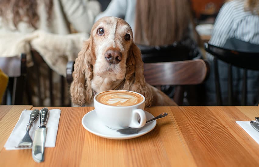 Dog in cafe