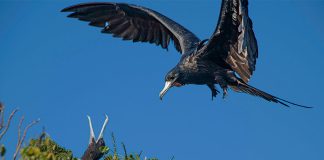 Isla Isabel in Nayarit, Mexico