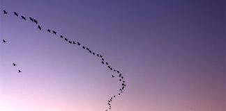 birds flying in formation
