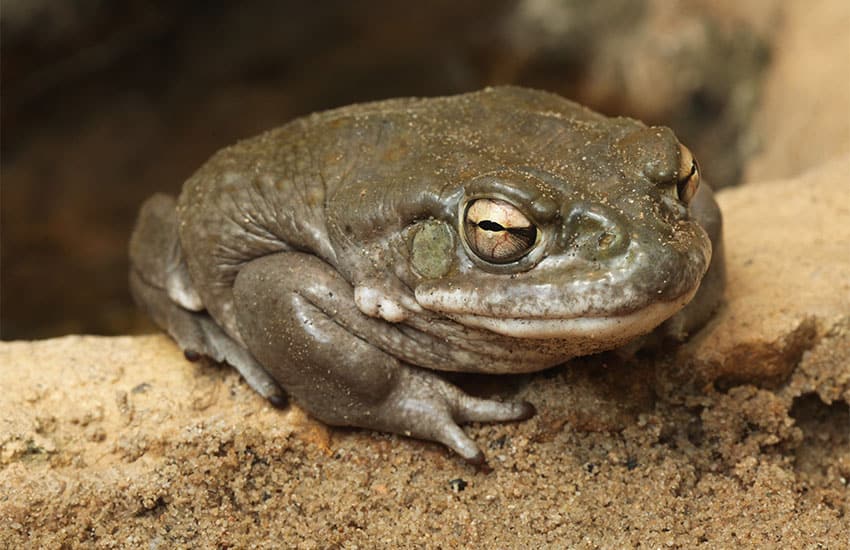 Colorado river toad