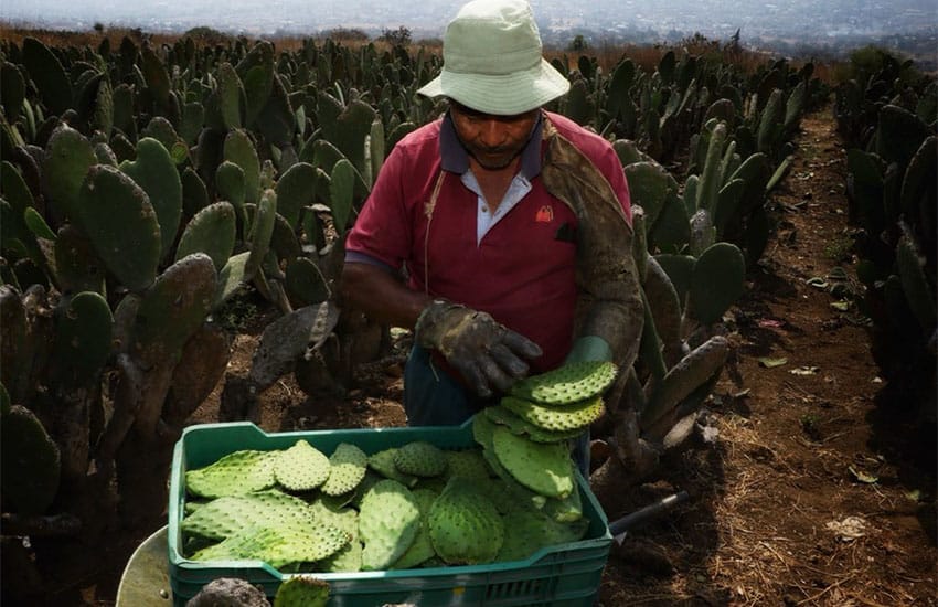 Rural cactus farmer in Mexico
