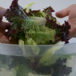 disinfecting bowl of lettuce in solution
