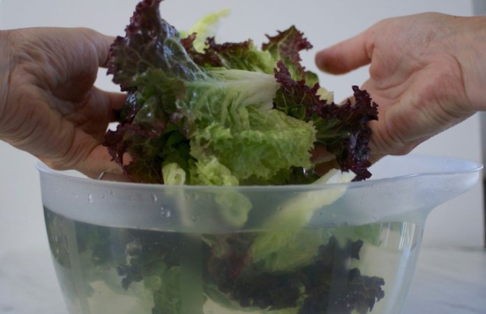 disinfecting bowl of lettuce in solution