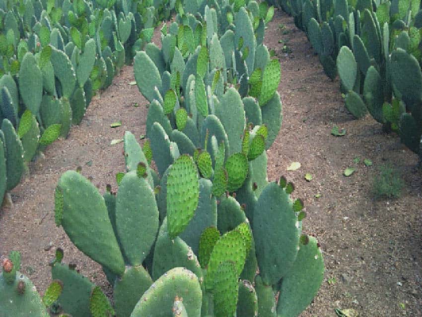 nopal cactus fields