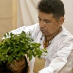 Mexican natural medicine expert