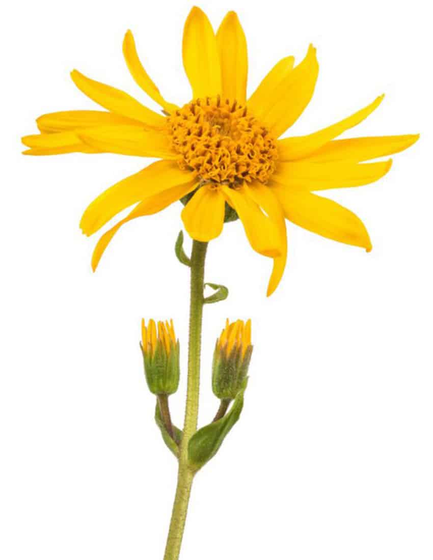 Mexican arnica plant