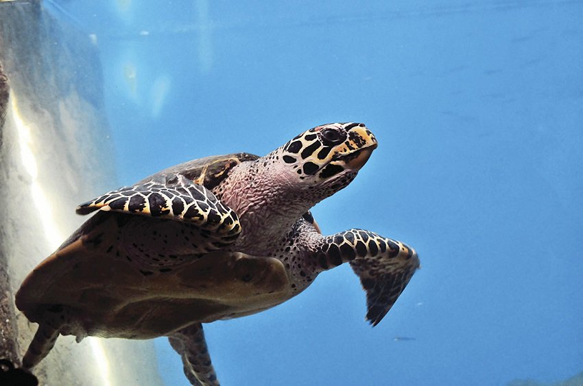 Sea turtle swimming.