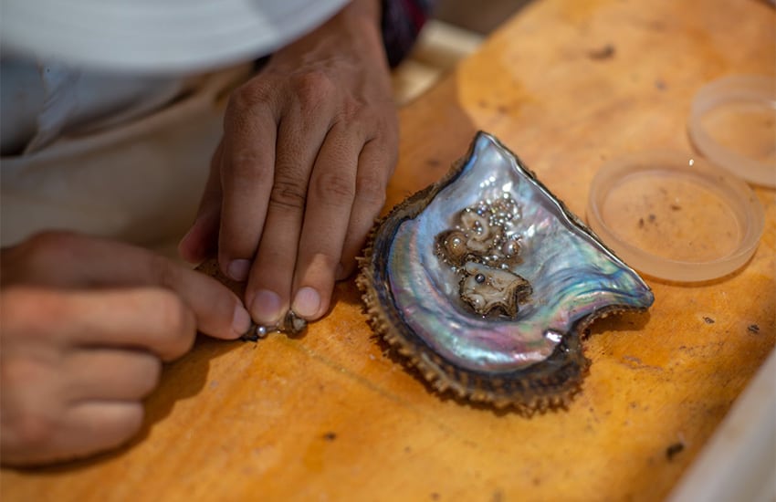  Examples of just how small many Pteria sterna oysters produce, requiring a new approach to jewelery making