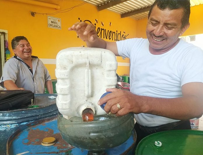 Don Josué is one of three local intermediaries working with 300 producers of Apis Mellifera honey, the selected species for Mexico’s main export.
