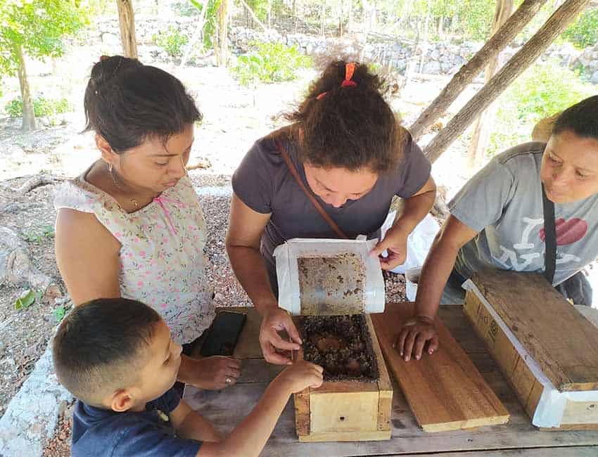 Pictured left to right Carlos Medardo Díaz Lugo (Olivia’s son), Claudia Beatriz Pat Cob, Celia Delfina Díaz Peña and Olivia Milu Lugo Maas check on the health of their meliponas.