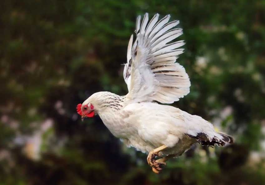 Rooster in flight