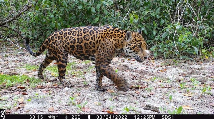 A jaguar, tracked by cameras from the Tech4Nature project