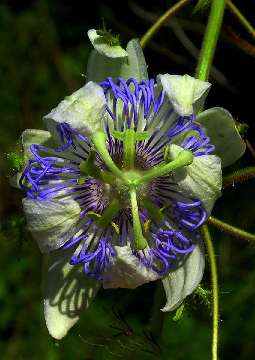 wild passion flower