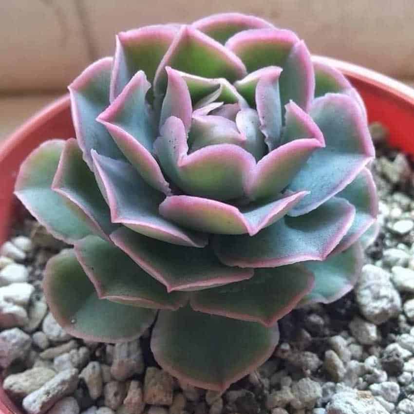 Echeveria chazaroi