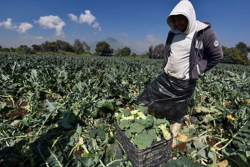 Farmer in Edomex