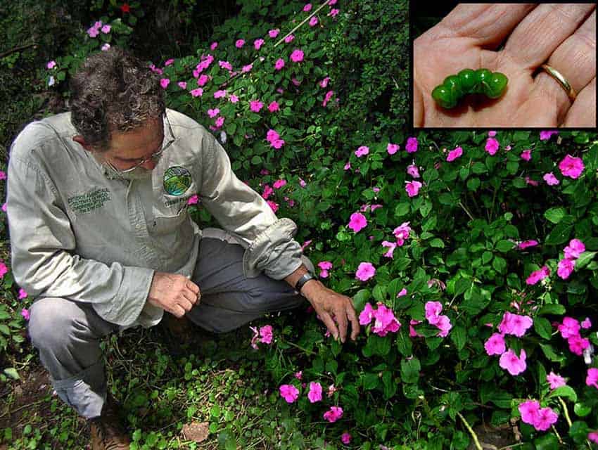 deceased mexican botanist Miguel Chazaro