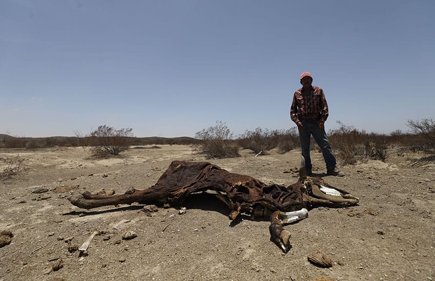 Cow dead from dehydration in Ramos Arizpe, Coahuila, Mexico