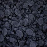 Baby sea turtles in Chiapas