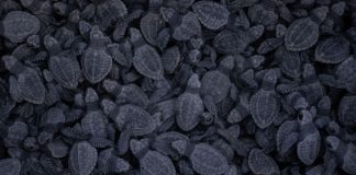 Baby sea turtles in Chiapas