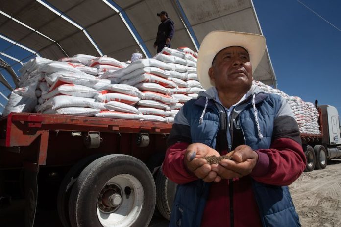 A Mexican farmer shows fertilizer to the camera