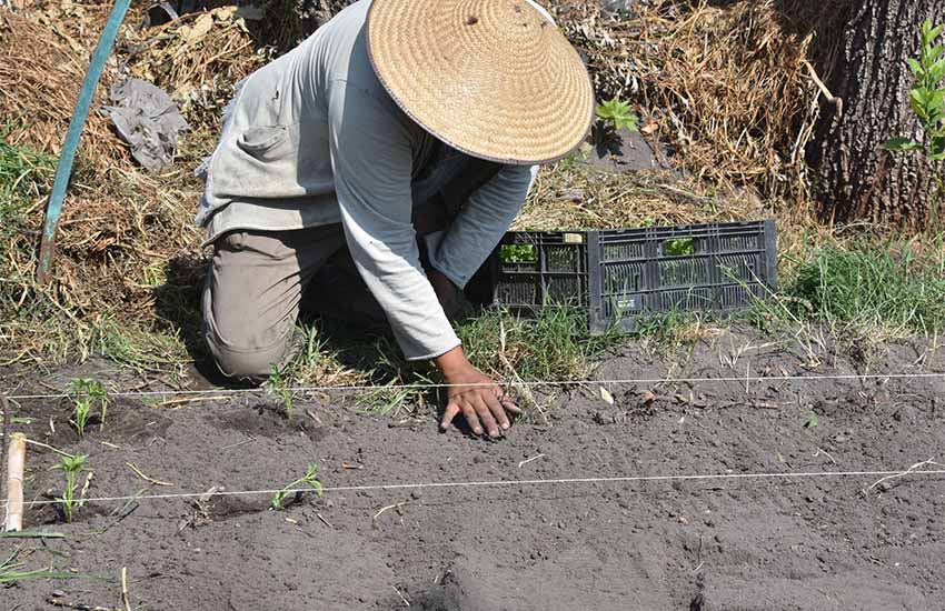 Chinampero farmers in San Gregorio Atlapulco, Mexico City