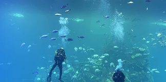 Shark tank at Mazatlan's Sea of Cortez aquarium