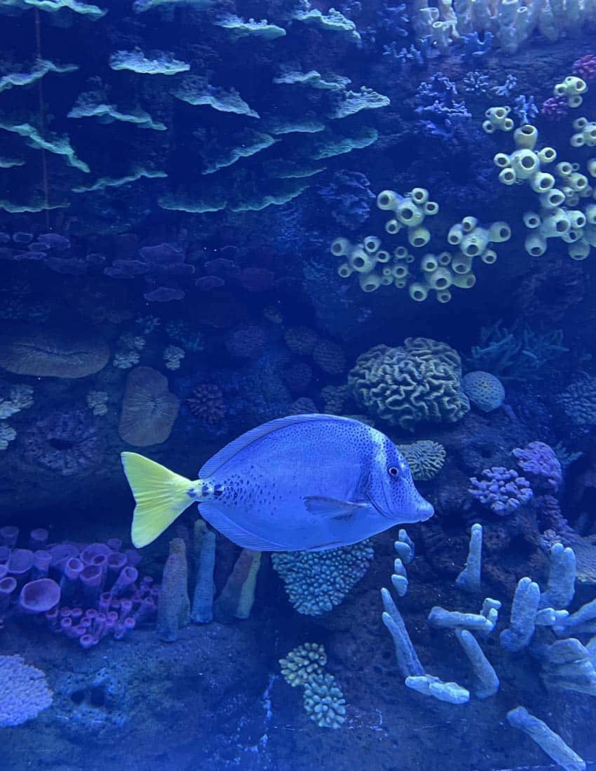 Blue regal tang at Mazatlan's Sea of Cortez aquarium