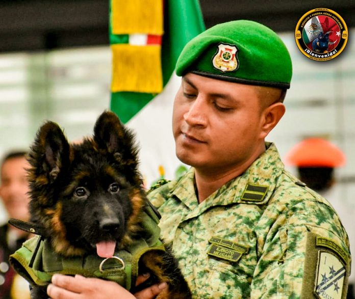 A soldier holds SEDENA's new Turkish rescue dog.