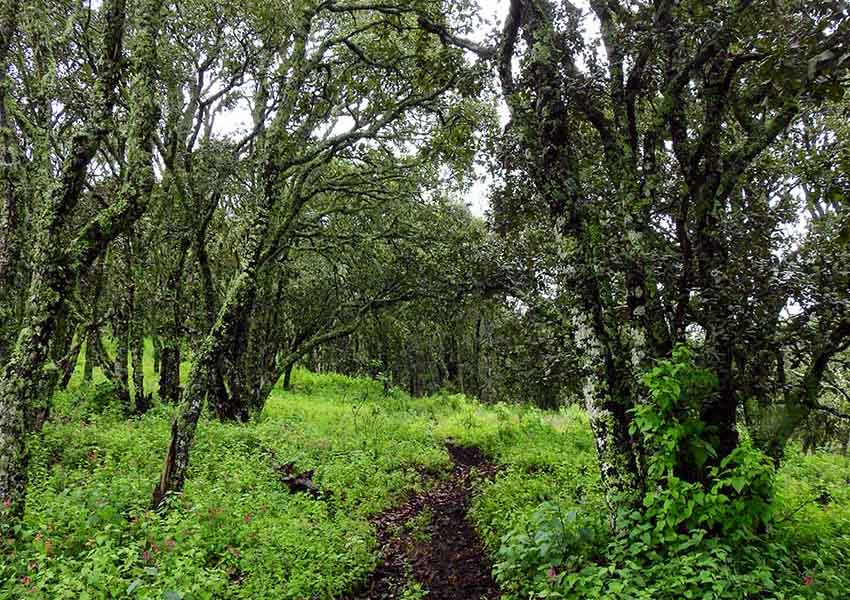 Cerro del Zamorano mountain forest in Queretaro, Mexico