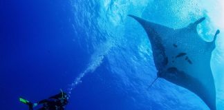 Revillagigedo marine park in Mexico
